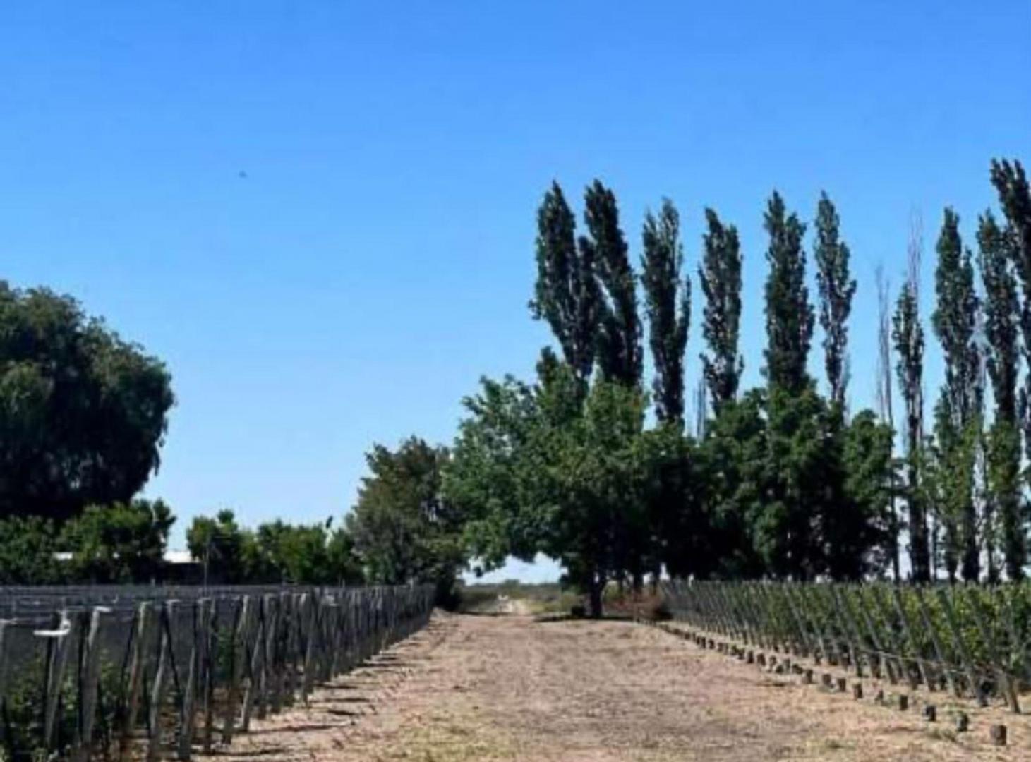 Foto de FINCA VITIVINICOLA 25 HA EN SANTA ROSA, MENDOZA, imagen 2
