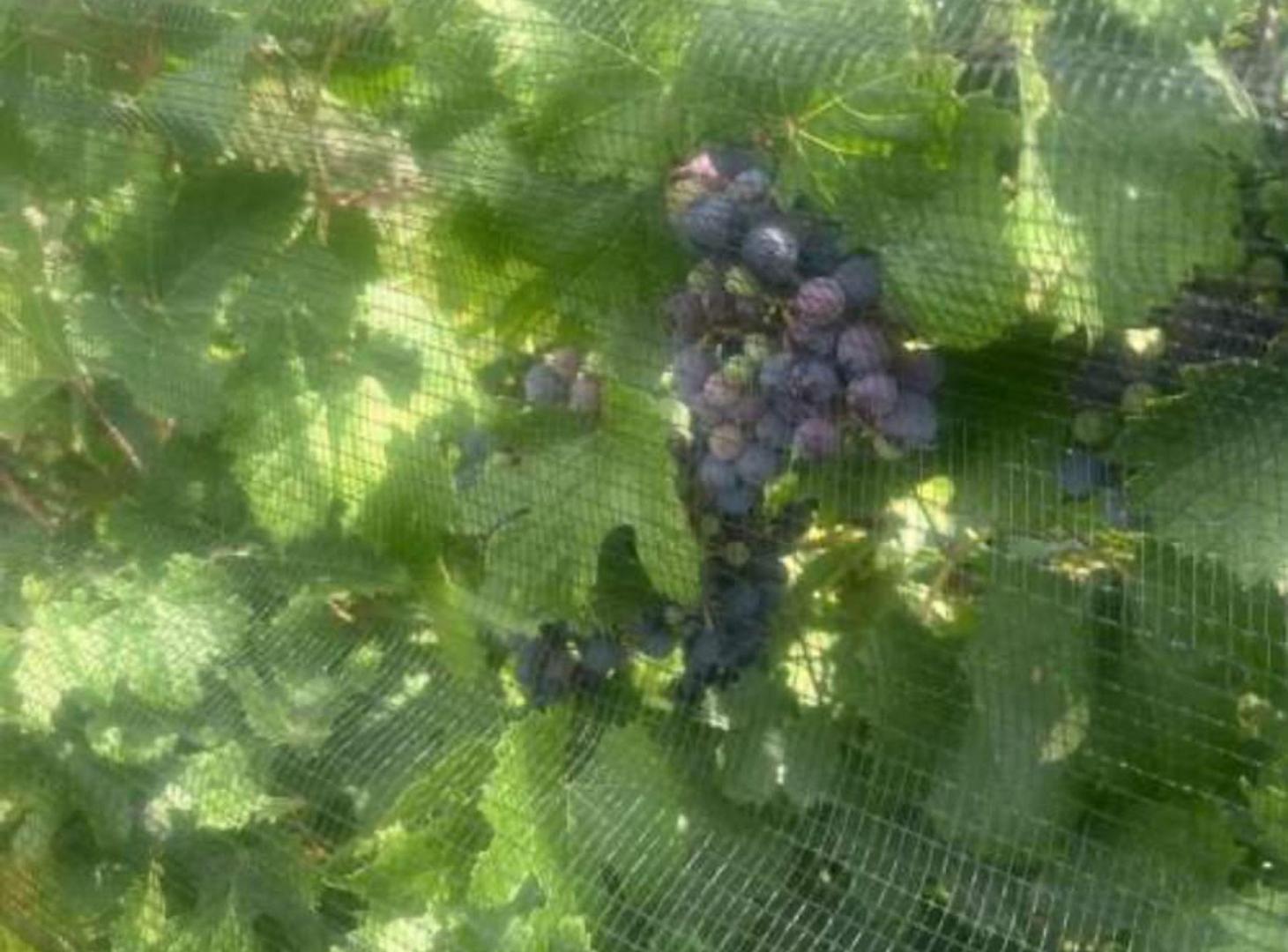 Foto de FINCA VITIVINICOLA 25 HA EN SANTA ROSA, MENDOZA, imagen 5