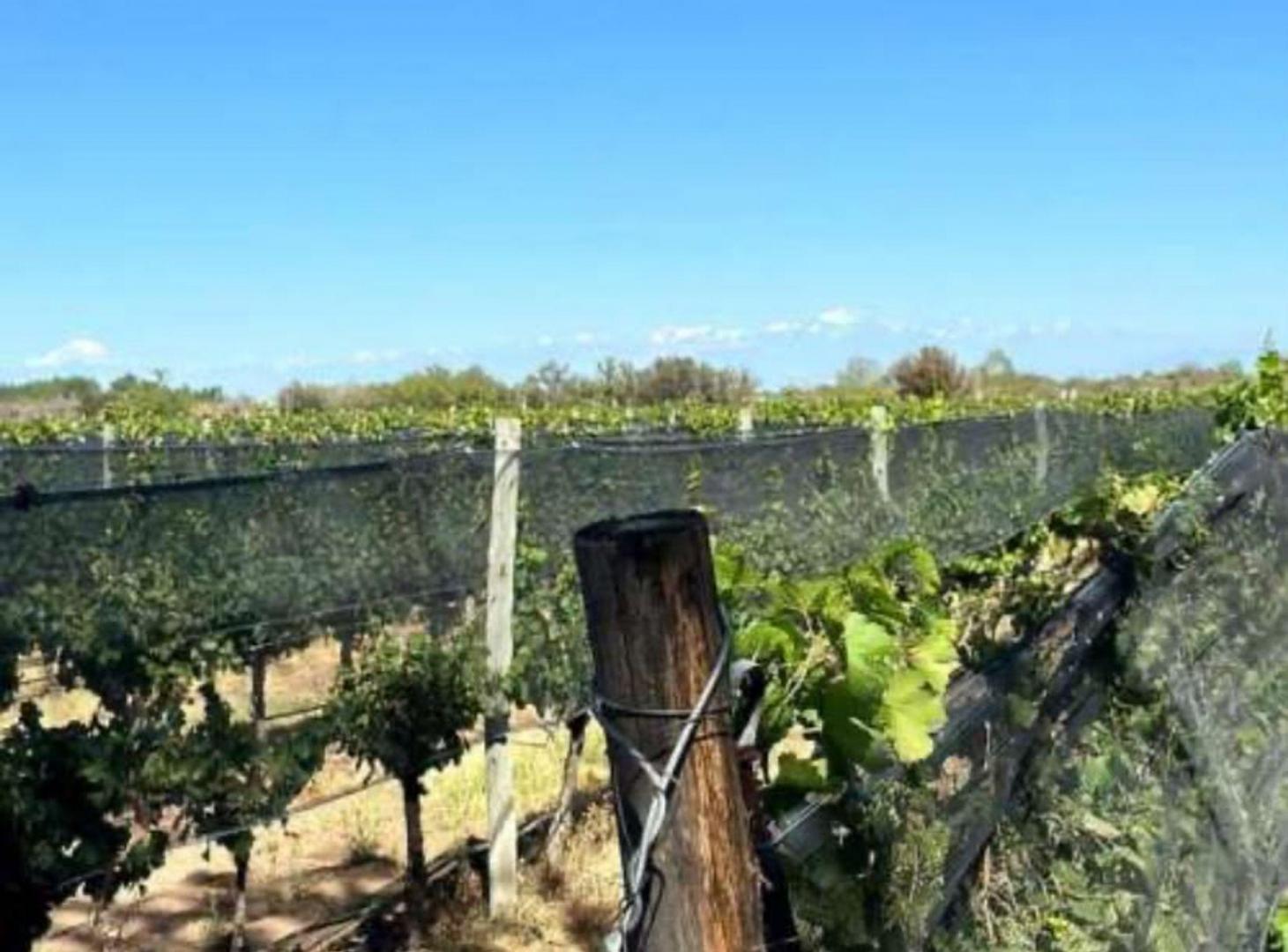 Foto de FINCA VITIVINICOLA 25 HA EN SANTA ROSA, MENDOZA, imagen 1