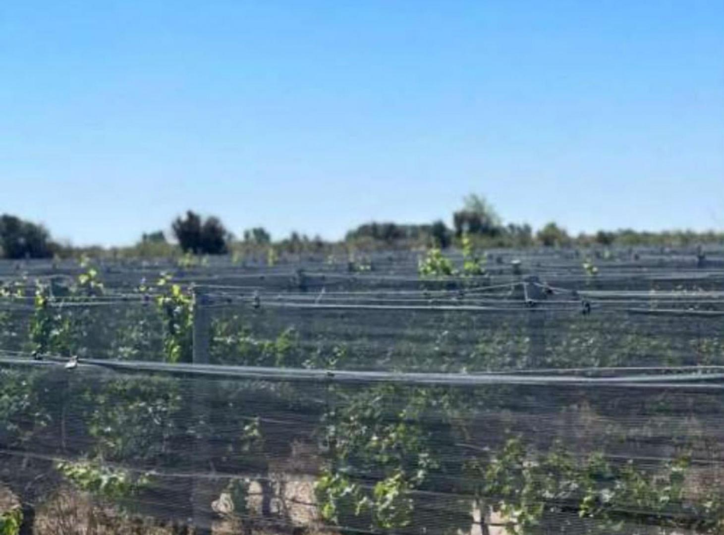 Foto de FINCA VITIVINICOLA 25 HA EN SANTA ROSA, MENDOZA, imagen 3
