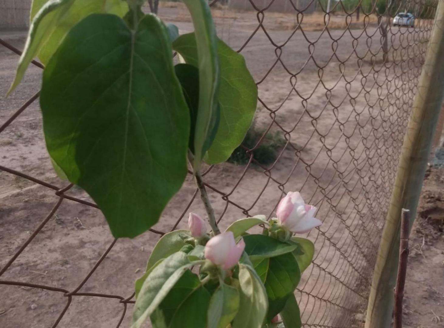 Foto de TERRENO EN VENTA, GRAN OPORTUNIDAD ZONA EL SAUCE, imagen 4