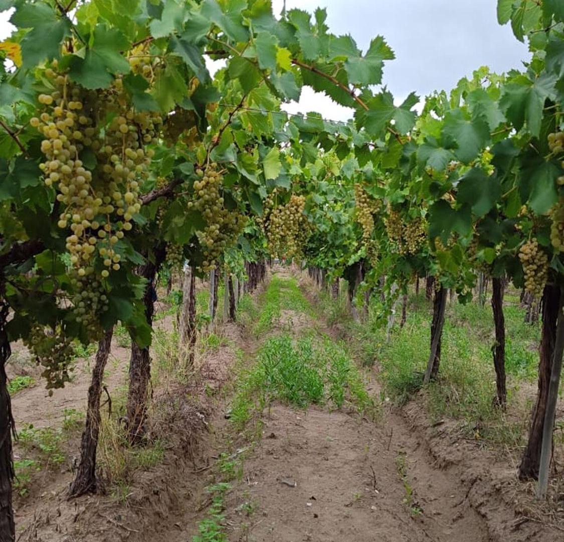 Foto de Finca con parral y ciruelos en San Martin, imagen 4