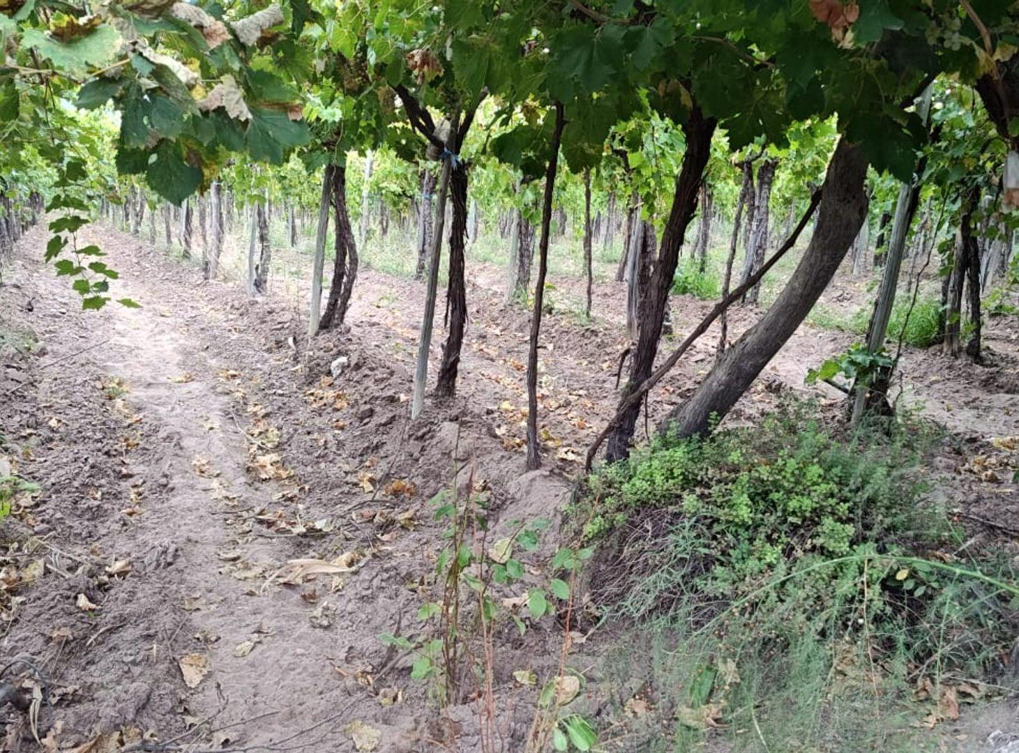 Foto de Finca con parral y ciruelos en San Martin, imagen 5