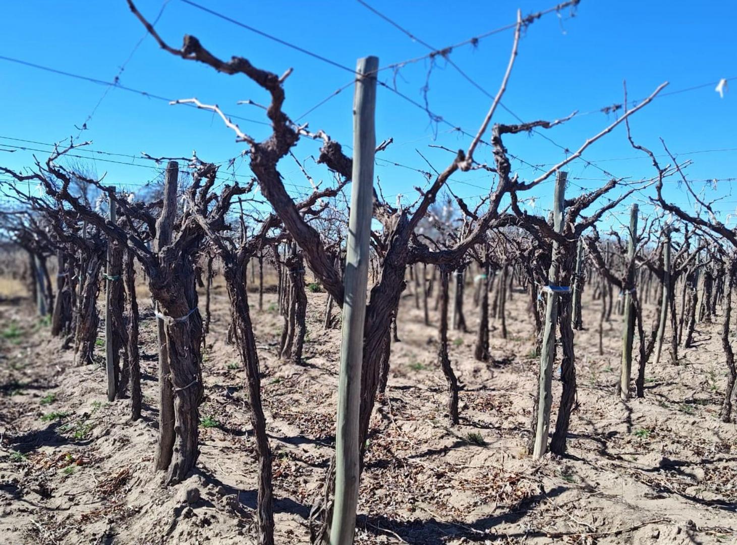 Foto de Finca con parral y ciruelos en San Martin, imagen 3