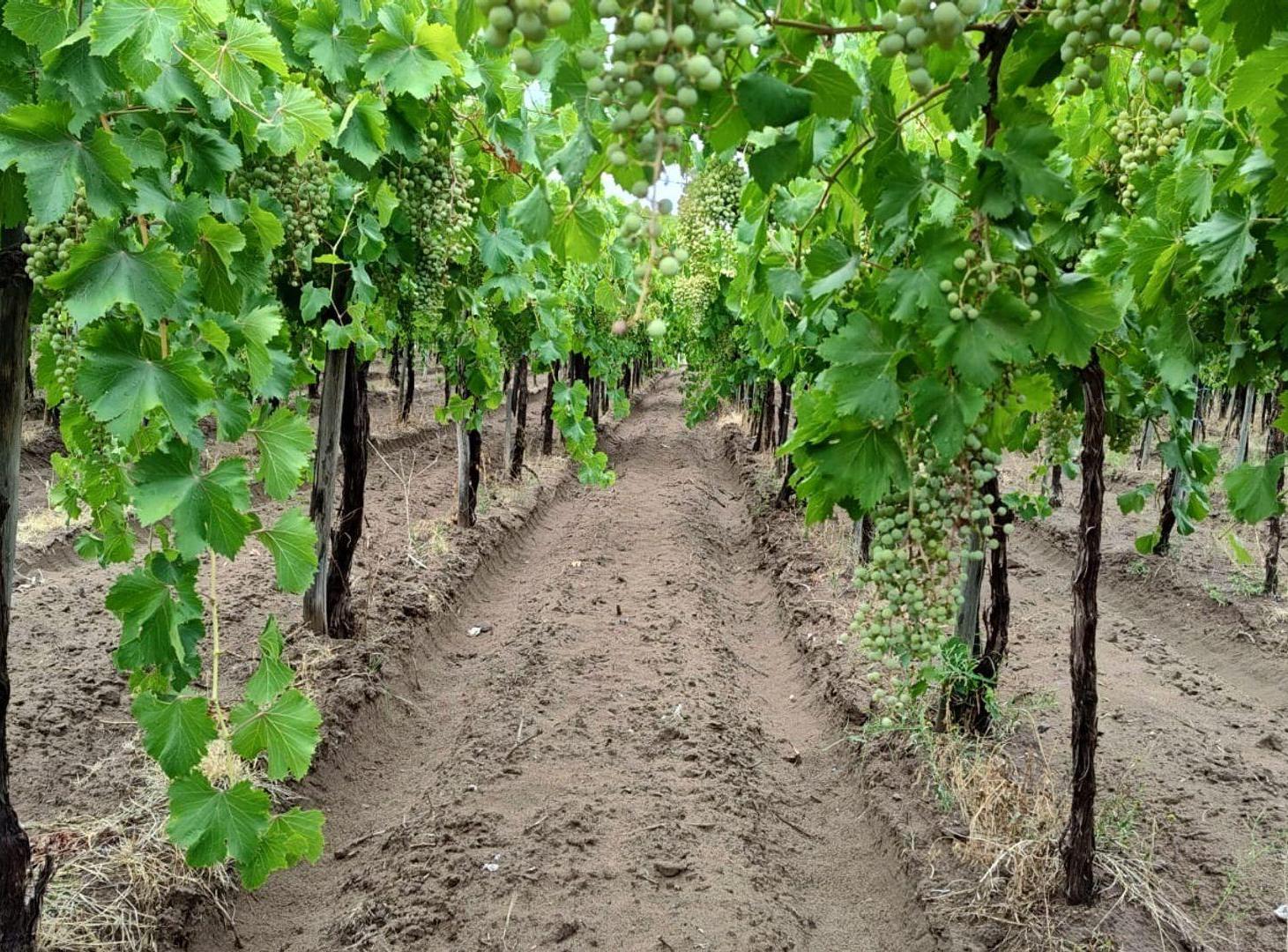 Foto de Finca con parral y ciruelos en San Martin, imagen 2