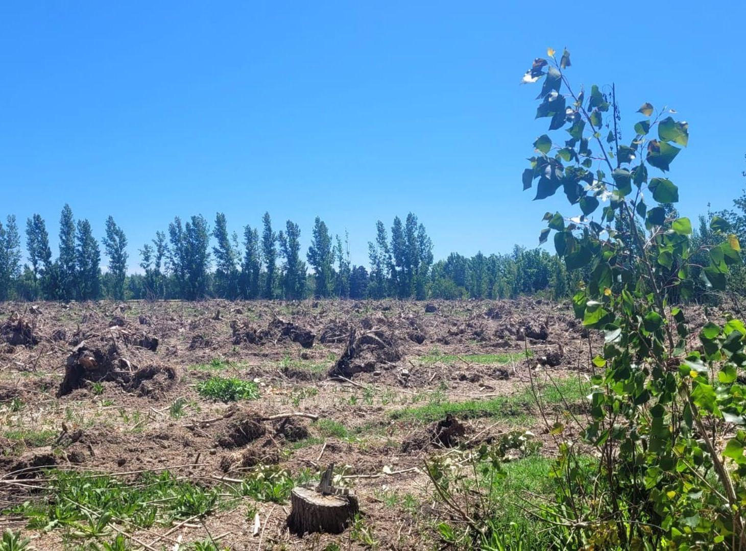 Foto de VENTA DE 16 HECTAREAS DE TERRENO CON LAGUNA, imagen 5
