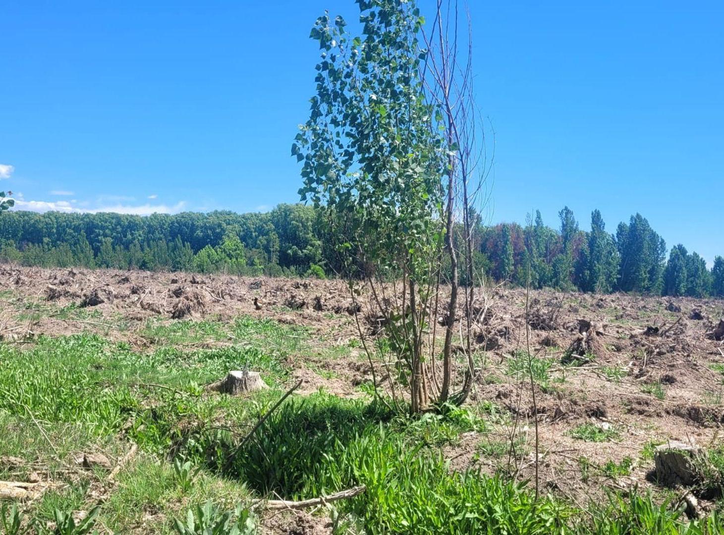 Foto de VENTA DE 16 HECTAREAS DE TERRENO CON LAGUNA, imagen 4