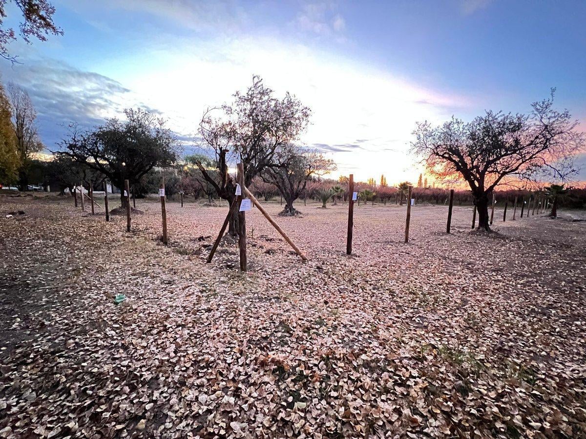 Foto de TERRENO EN VENTA LAS HERAS IDEAL DESARROLLO, imagen 2