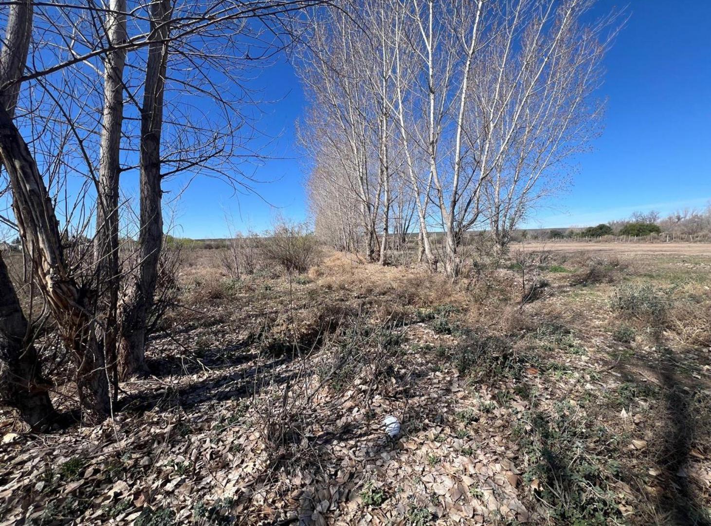 Foto de Venta de terreno de 5 hectarias y media en Tunuyan, imagen 1