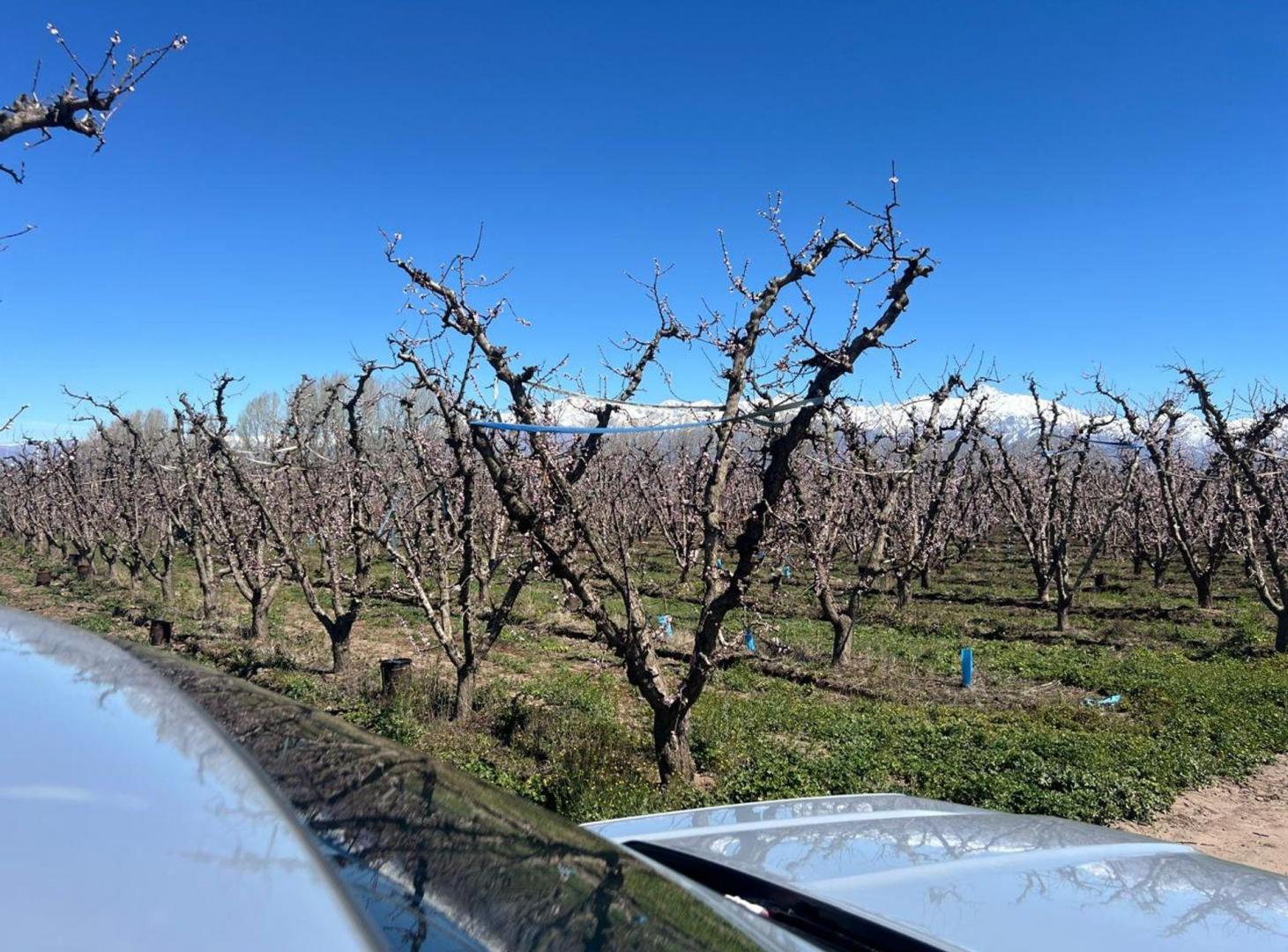 Foto de Venta de Finca con producción de duraznos, imagen 2