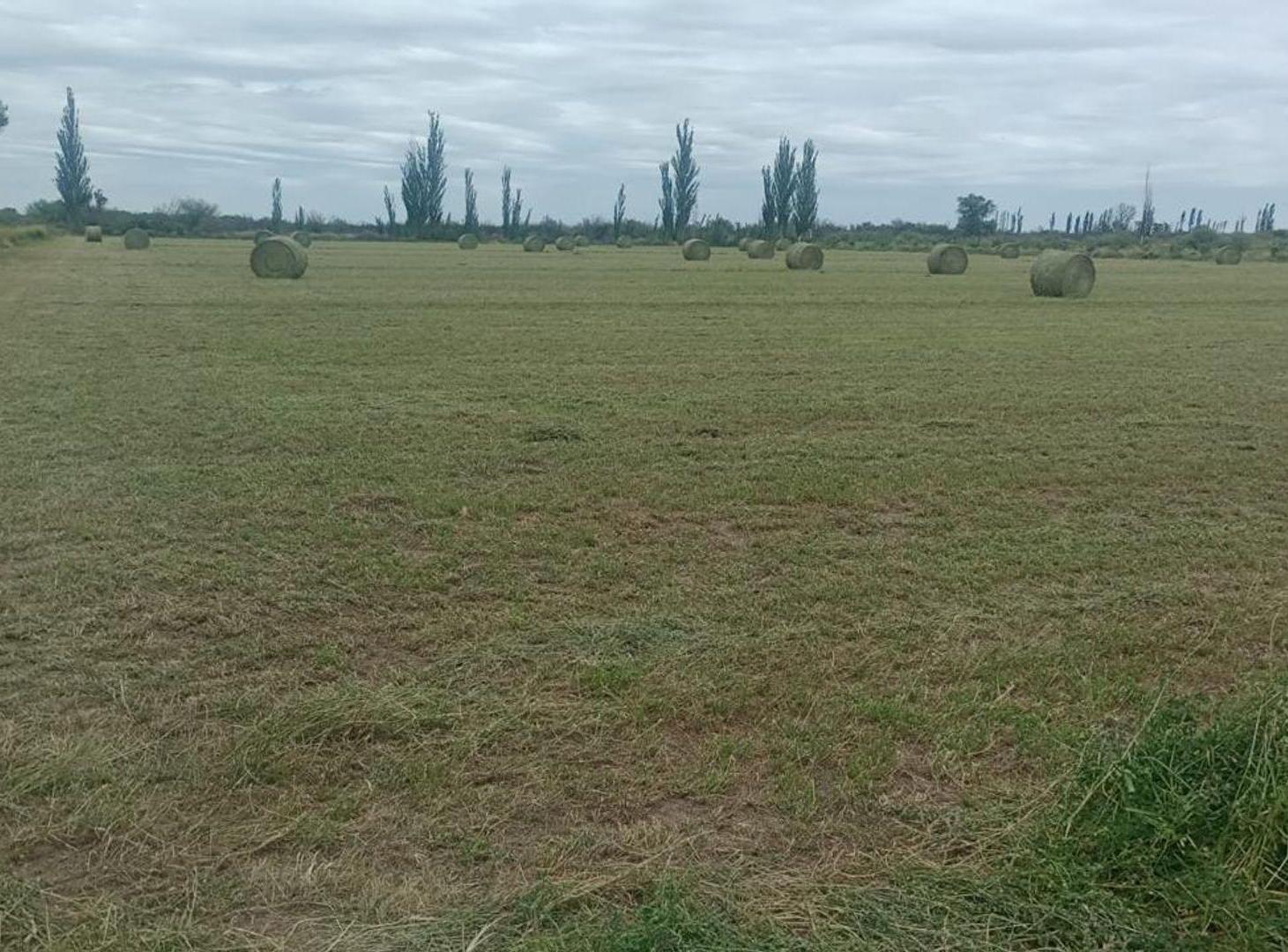 Foto de Venta de campo en Bowen, Gral Alvear, imagen 2