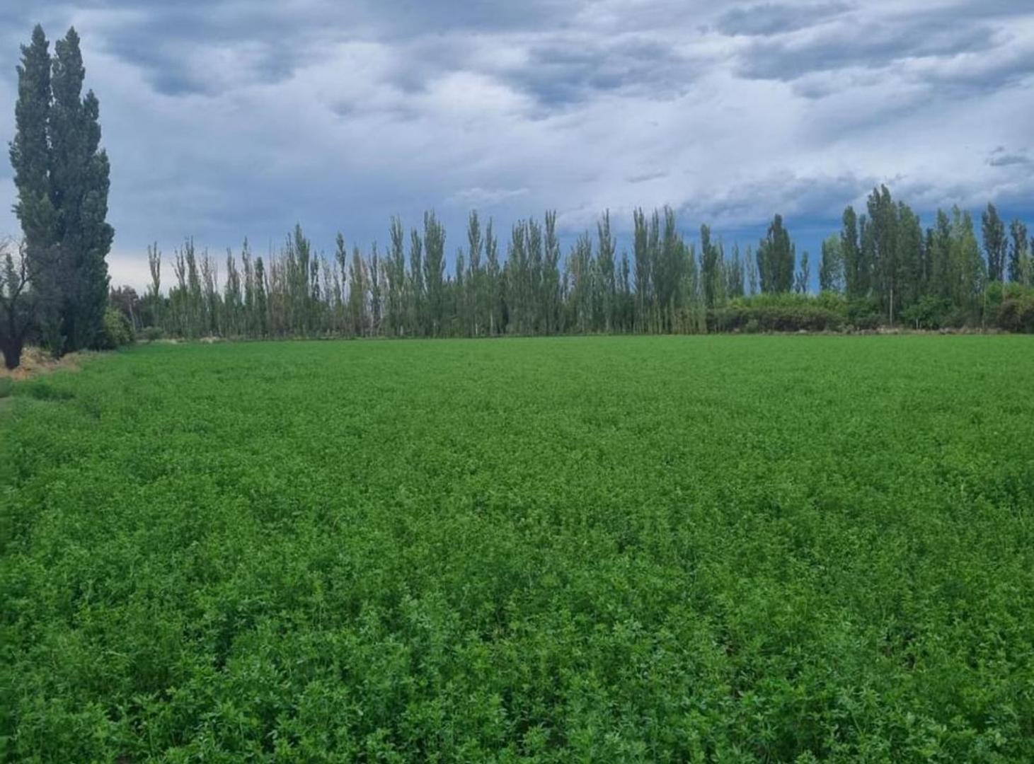 Foto de Venta de campo en Bowen, Gral Alvear, imagen 4