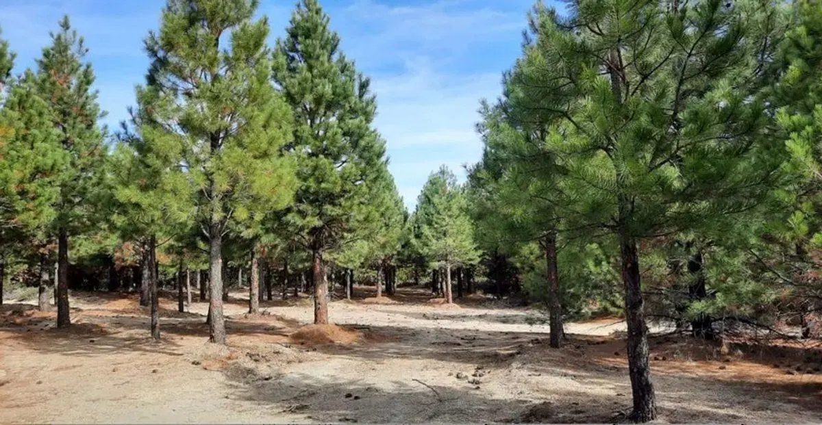 Terreno en venta Altos de Pehuenia 2