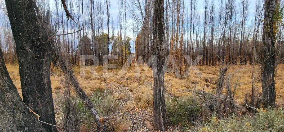 CHACRA EN SENILLOSA CON FRENTE DE RUTA 22 3
