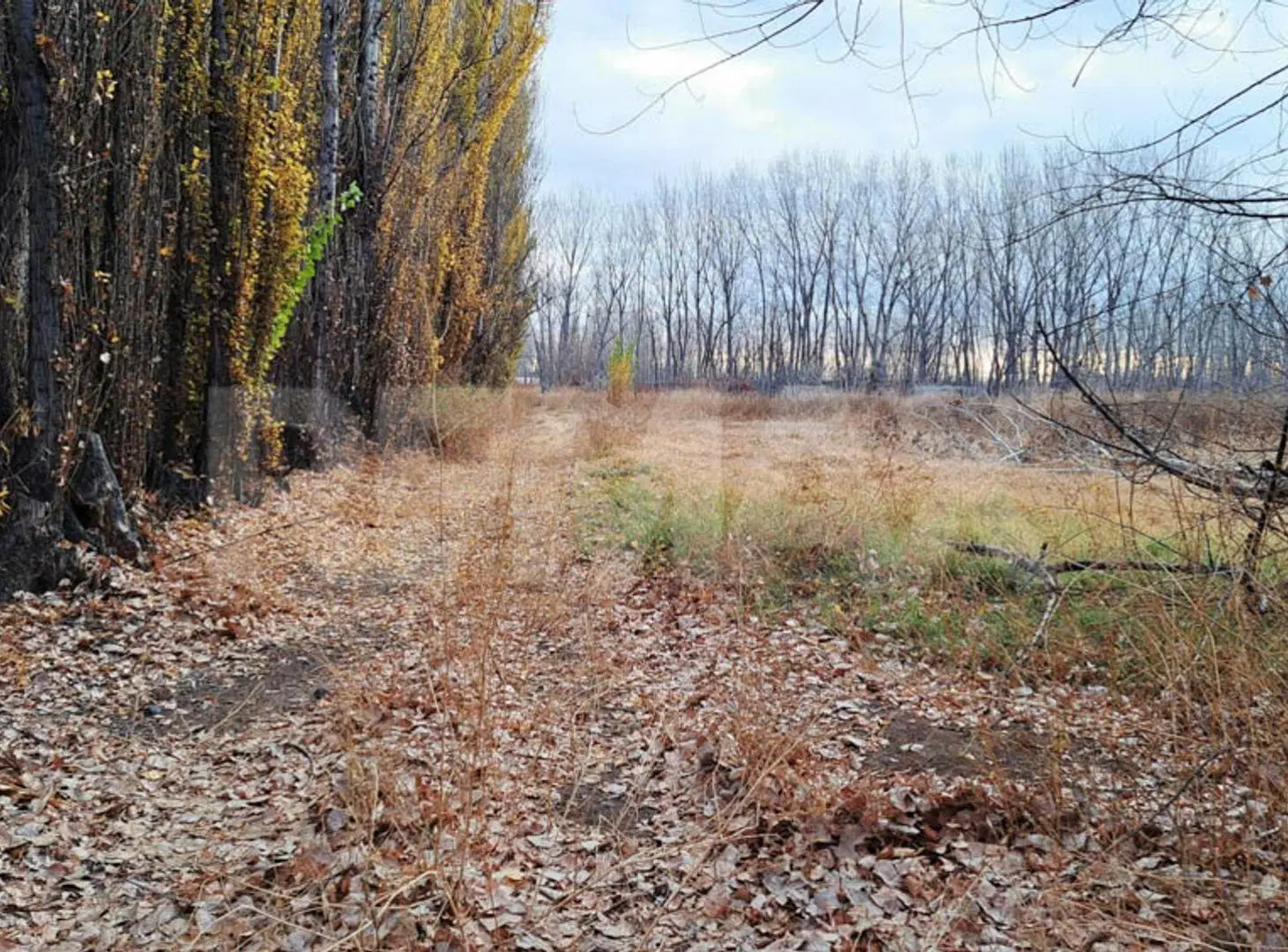 VENTA CHACRA 6 HECTAREAS SAN PATRICIO DEL CHAÑAR 3