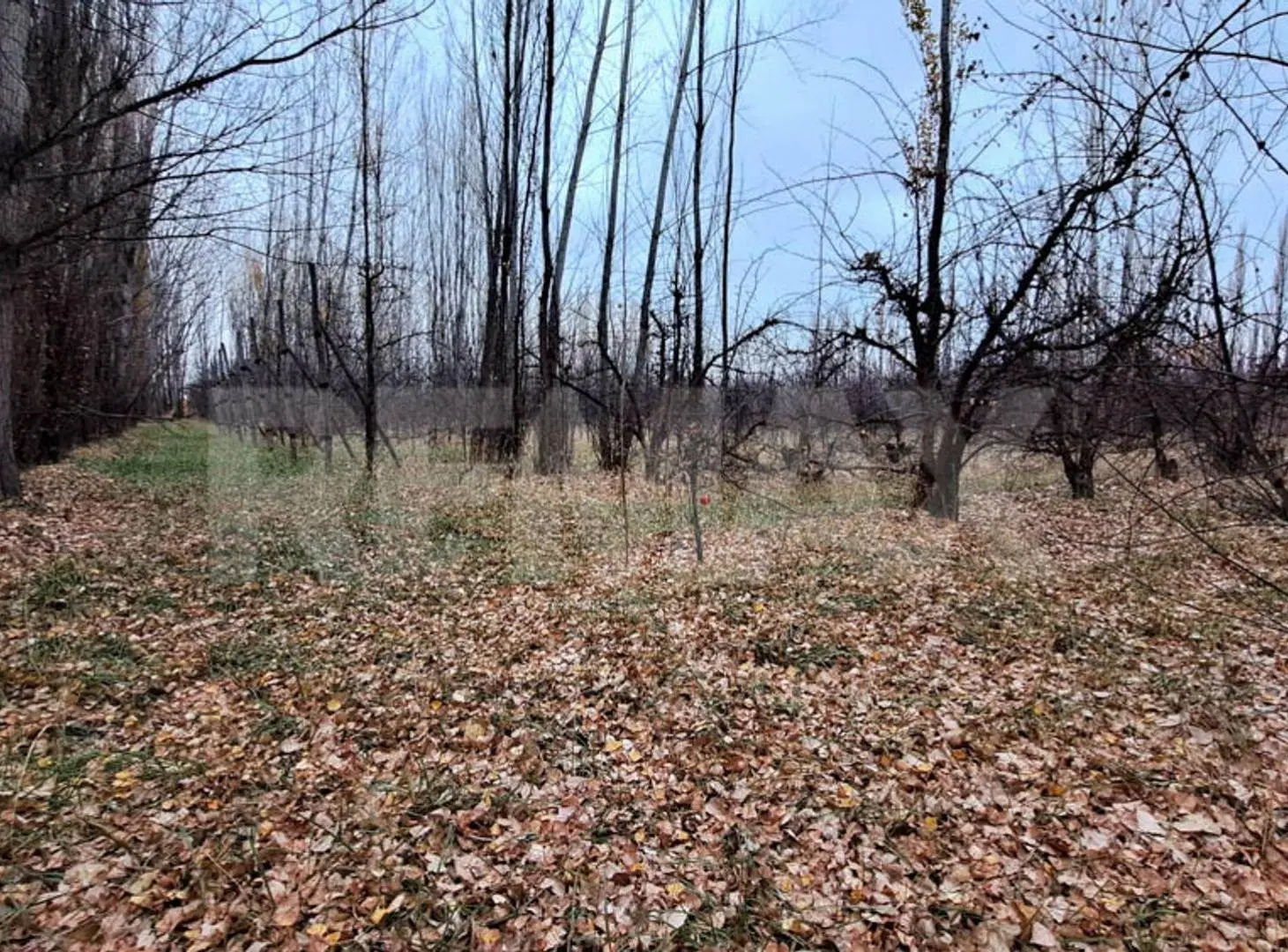 VENTA CHACRA 6 HECTAREAS SAN PATRICIO DEL CHAÑAR 4