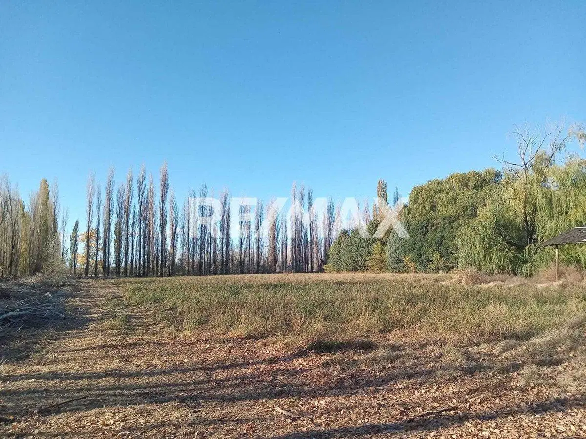 Alquila Chacra 63 ha costa Rio Limay Cipolletti RN 3
