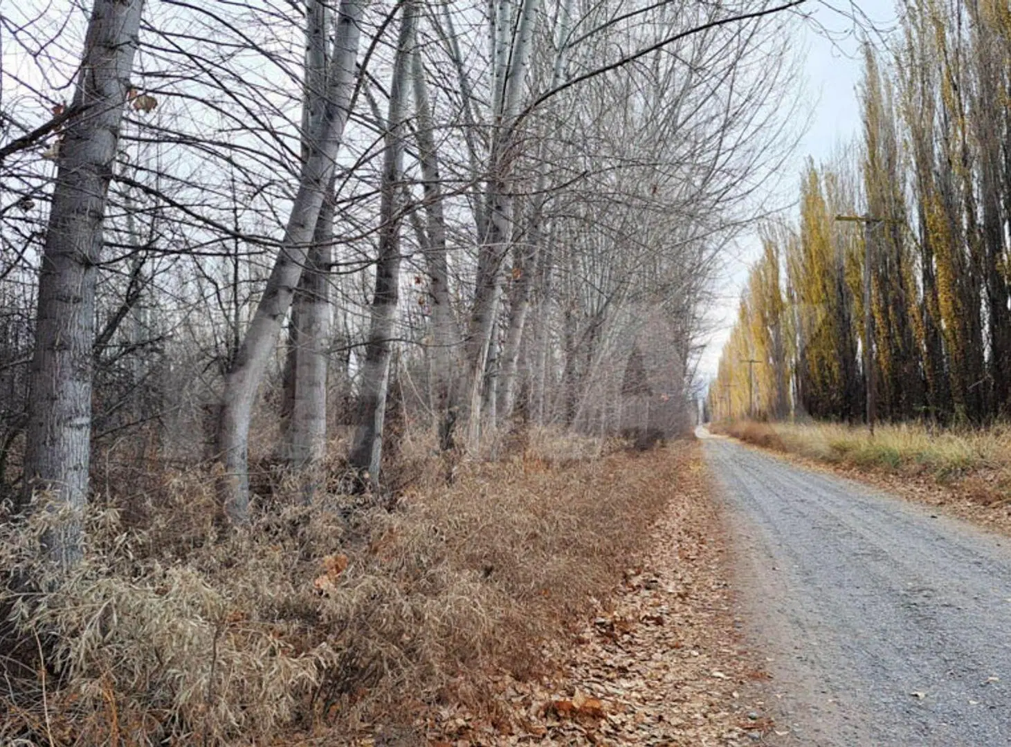 VENTA CHACRA 6 HECTAREAS SAN PATRICIO DEL CHAÑAR 8