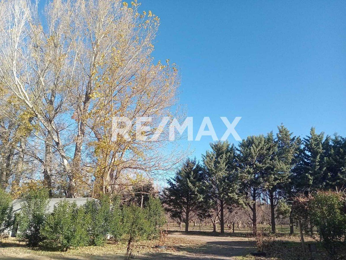 Foto de Alquila Chacra 63 ha costa Rio Limay Cipolletti RN, imagen 2