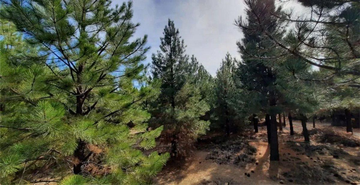 Foto de Terreno en venta Altos de Pehuenia, imagen 5