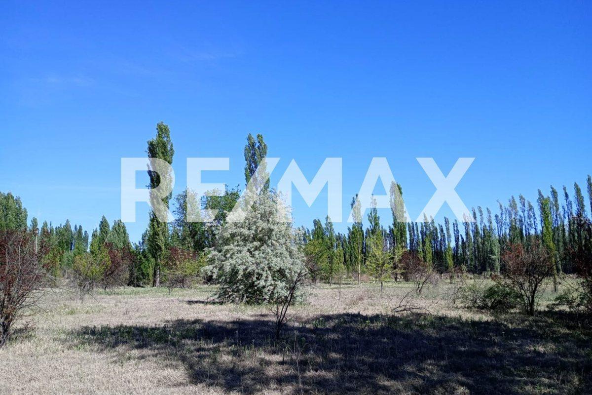 Foto de VENTA DE CHACRA EN CIPOLLETI SOBRE RUTA 151, imagen 3