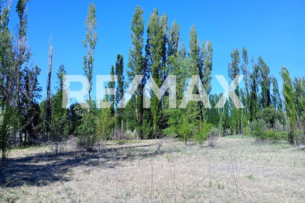 Foto de VENTA DE CHACRA EN CIPOLLETI SOBRE RUTA 151, imagen 5