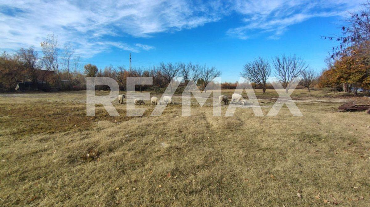 Foto de VENTA CHACRA APTA LOTEO , CON CASA , CENTENARIO, imagen 3