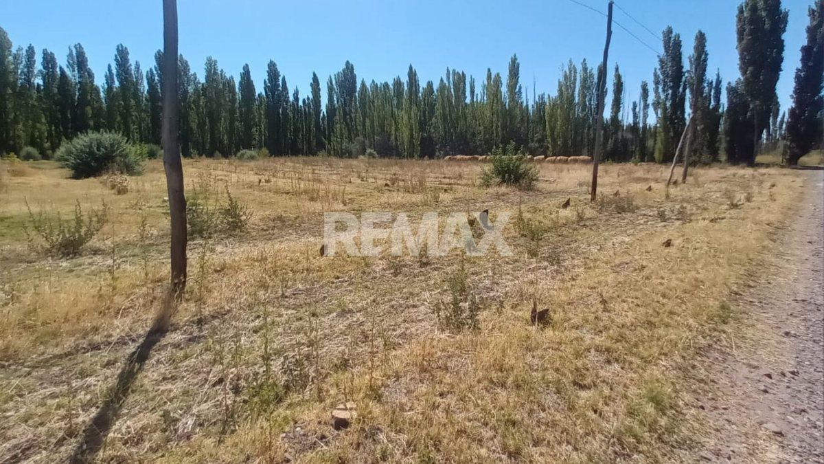 Foto de VENTA CHACRA 7.6 HAS - VILLA MANZANO - RIO NEGRO, imagen 4
