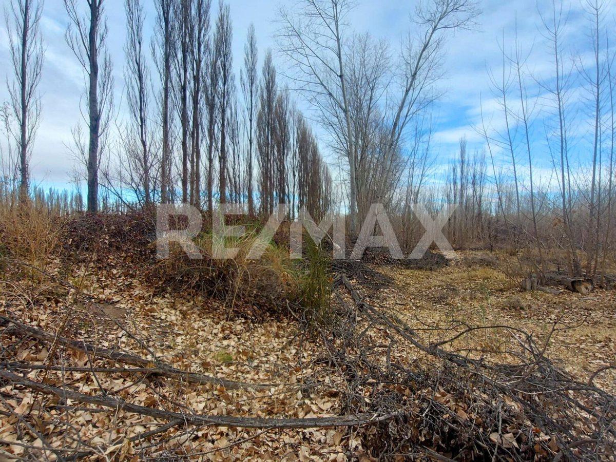 Foto de VENTA CHACRA 5,42 HA - SENILLOSA, imagen 3