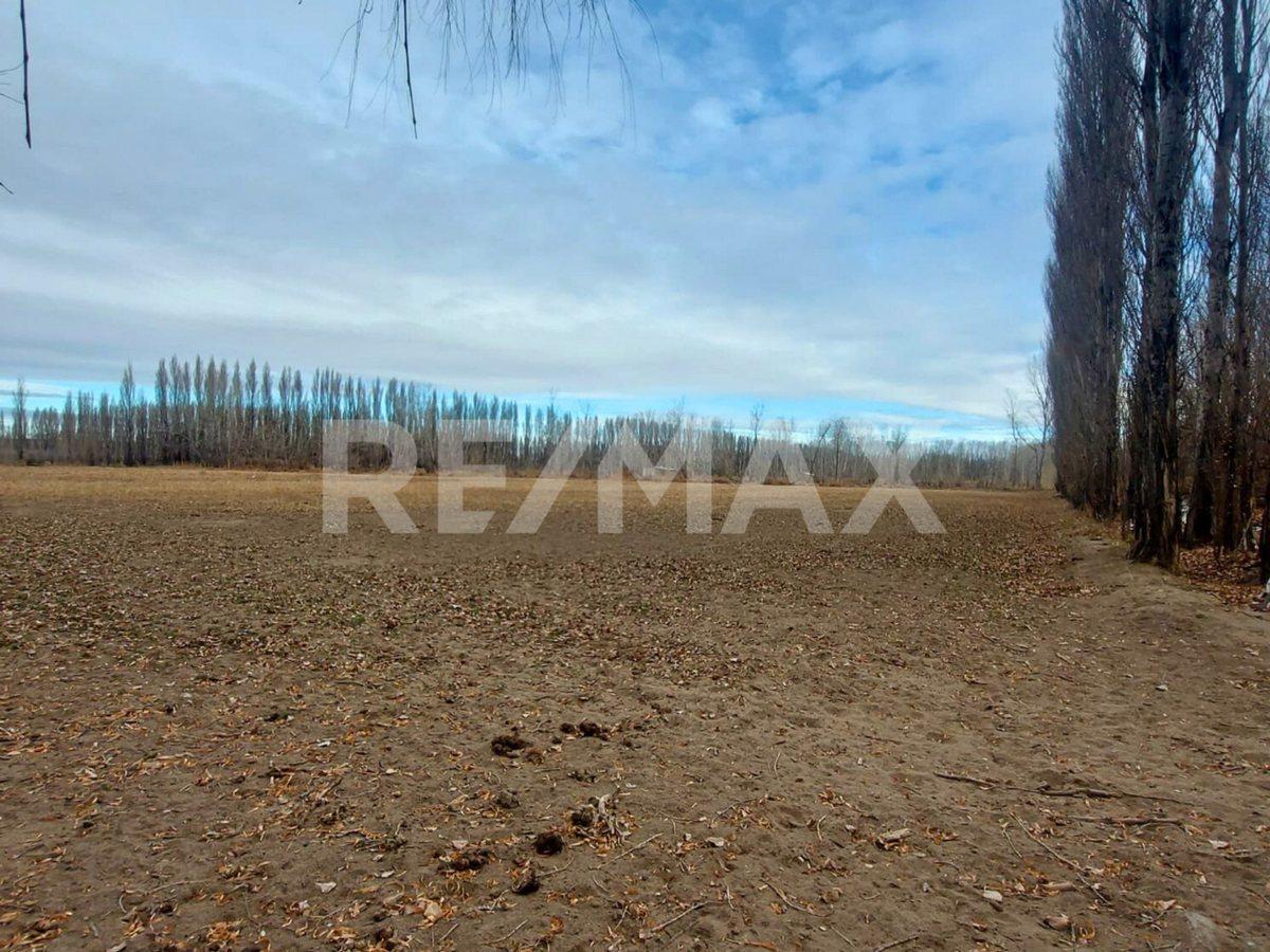 Foto de VENTA CHACRA 5,42 HA - SENILLOSA, imagen 2