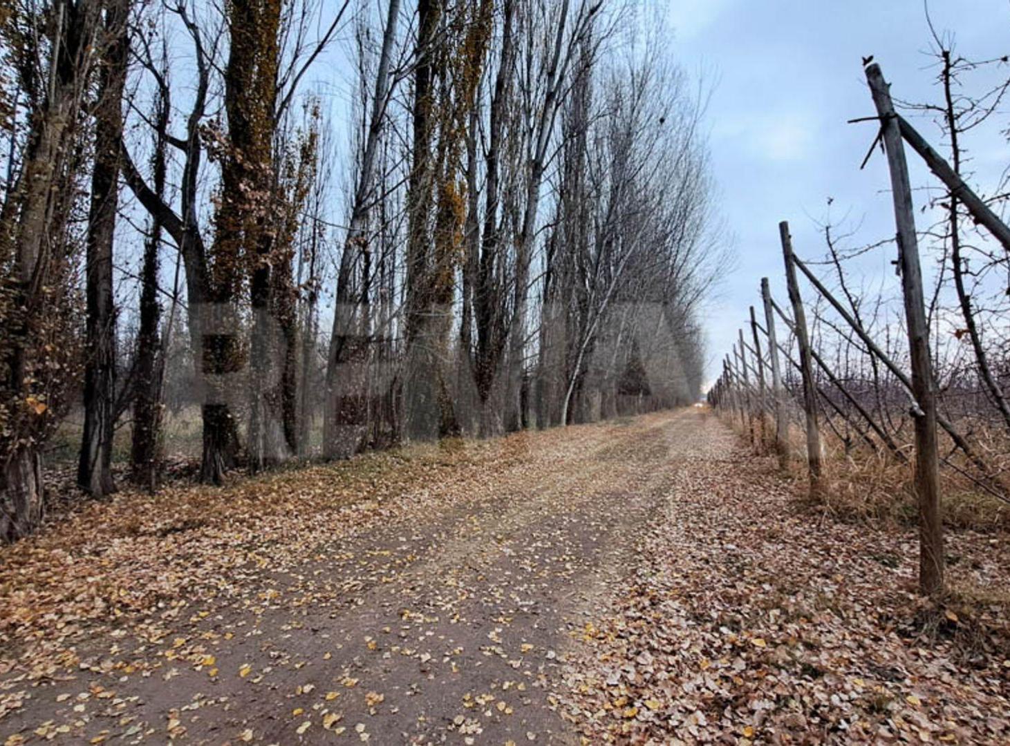 Foto de VENTA CHACRA 6 HECTAREAS SAN PATRICIO DEL CHAÑAR, imagen 5