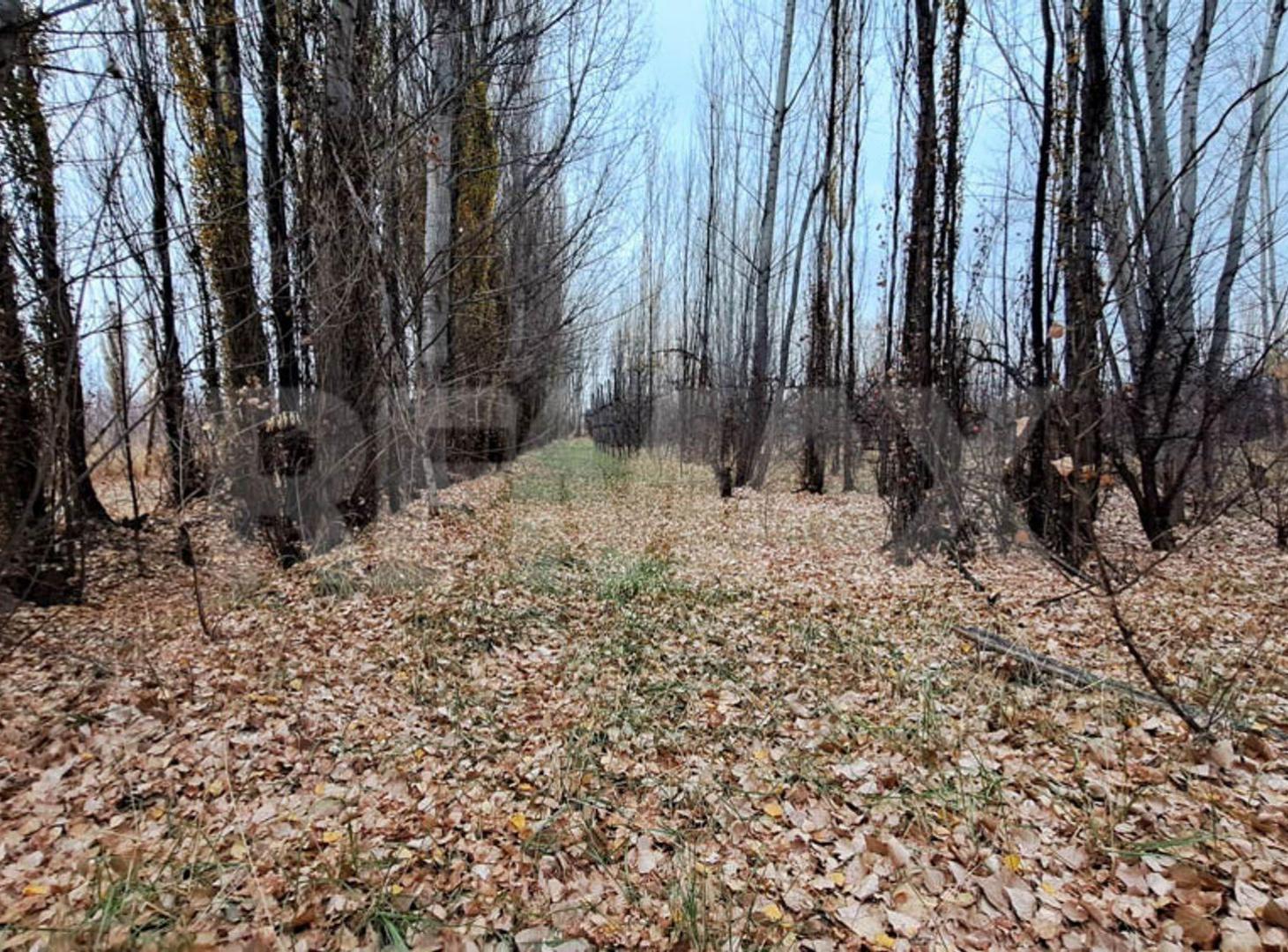 Foto de VENTA CHACRA 6 HECTAREAS SAN PATRICIO DEL CHAÑAR, imagen 2