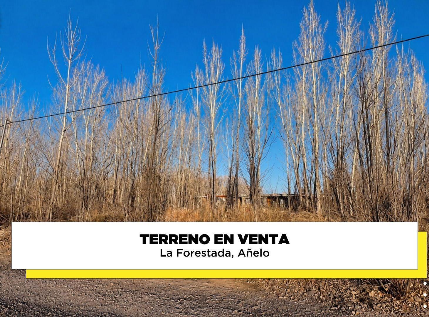 Foto de Terreno en venta La Forestada, Añelo, imagen 2