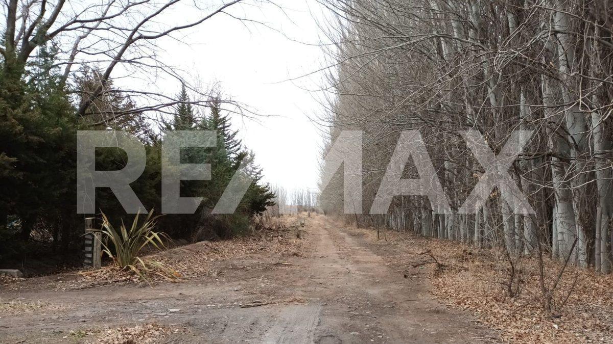 Foto de VENTA DE HECTAREAS - FRENTE RUTA 7 - VISTA ALEGRE, imagen 5