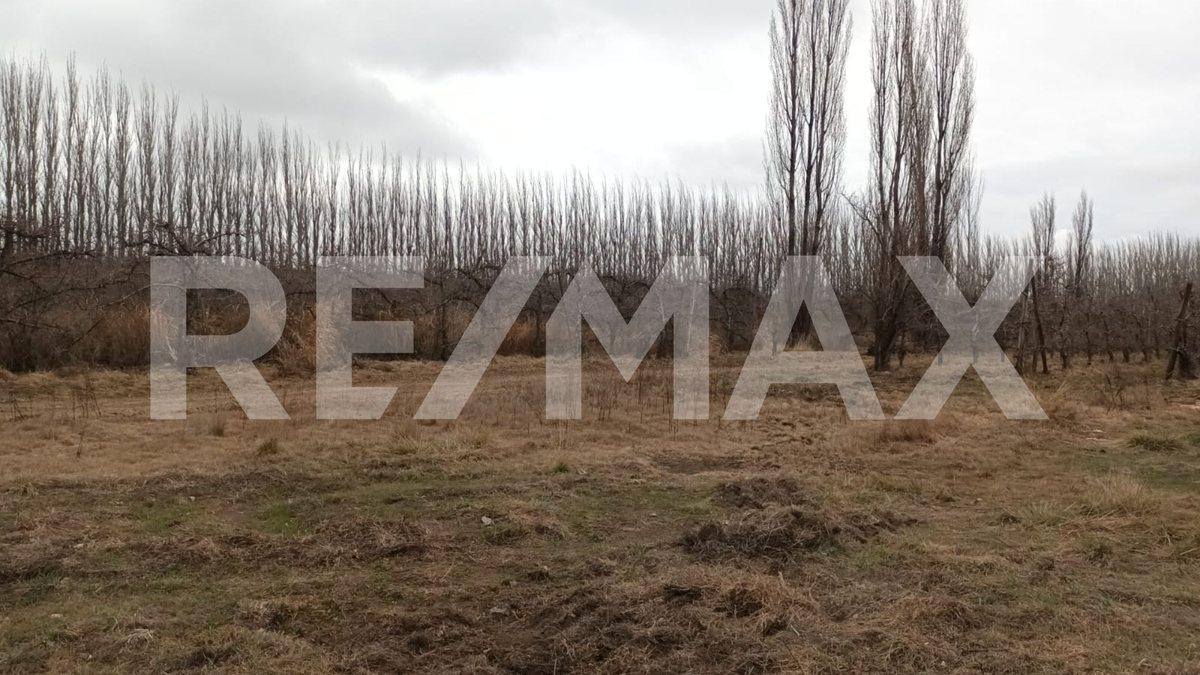 Foto de VENTA DE HECTAREAS - FRENTE RUTA 7 - VISTA ALEGRE, imagen 4
