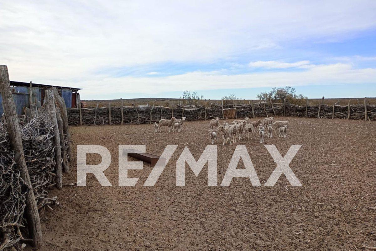 Foto de VENTA DE CAMPO 11.000 HA. EN AGUADA GUZMAN, imagen 3