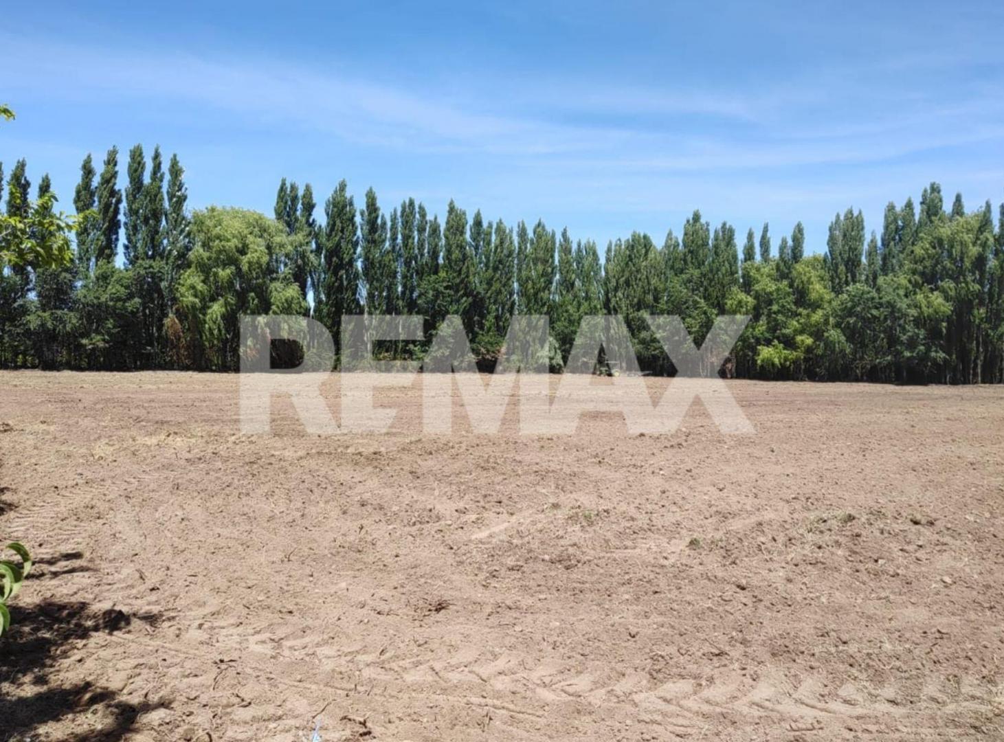 Foto de CHACRA EN VENTA DE 2,5 HECTÁREAS EN CIPOLLETTI, imagen 4