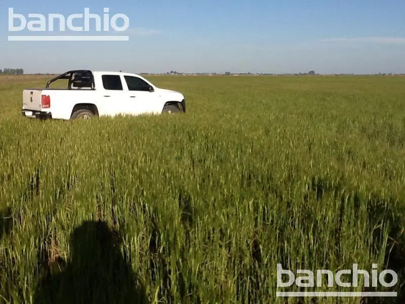 Campo  Ganadero - San Genaro 5