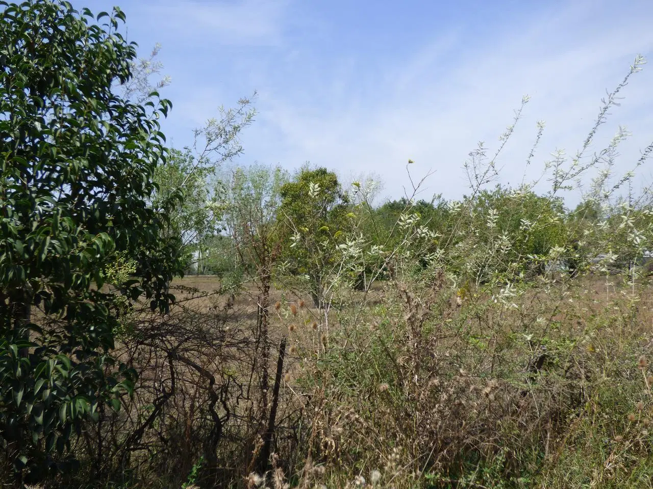 Terreno en venta en  Villa Elisa 4