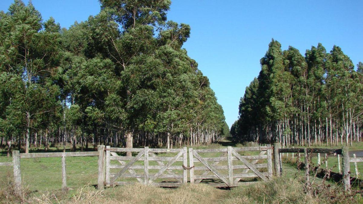 Campo en Venta, Departamento Federación, Provincia de Entre Rìos