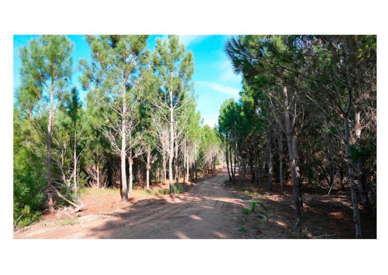 Foto de NORTHBEACH LOTES en Pinamar Venta, imagen 5