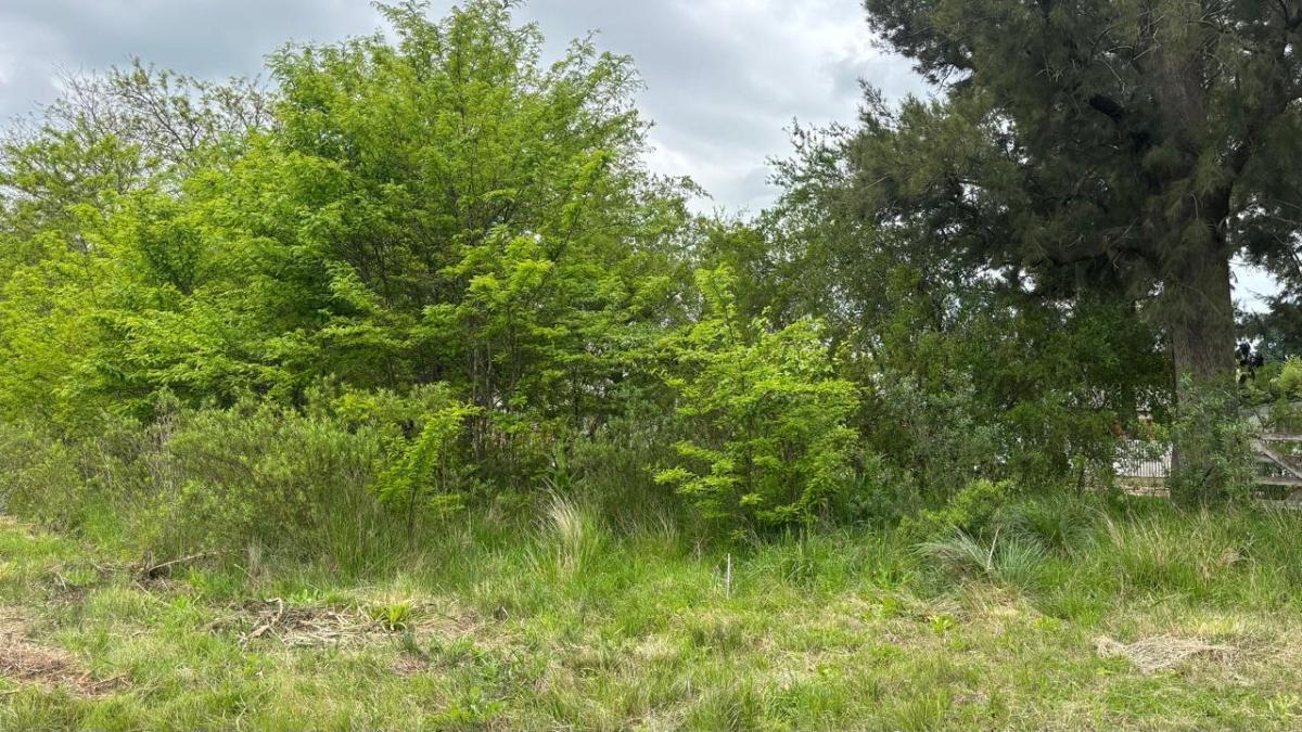 Foto de excelente fraccion en venta de 5 ha en Manzanares, imagen 4