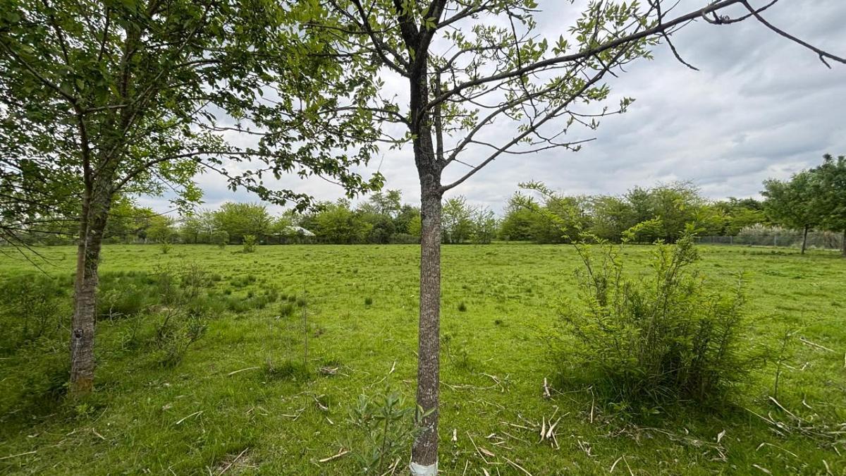 Foto de Excente lote en venta en manzanares, imagen 3