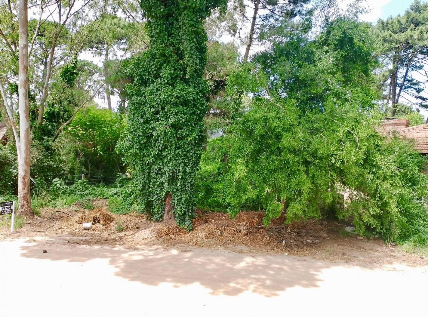 Foto de PINAMAR - LOTE SILFIDES, imagen 1