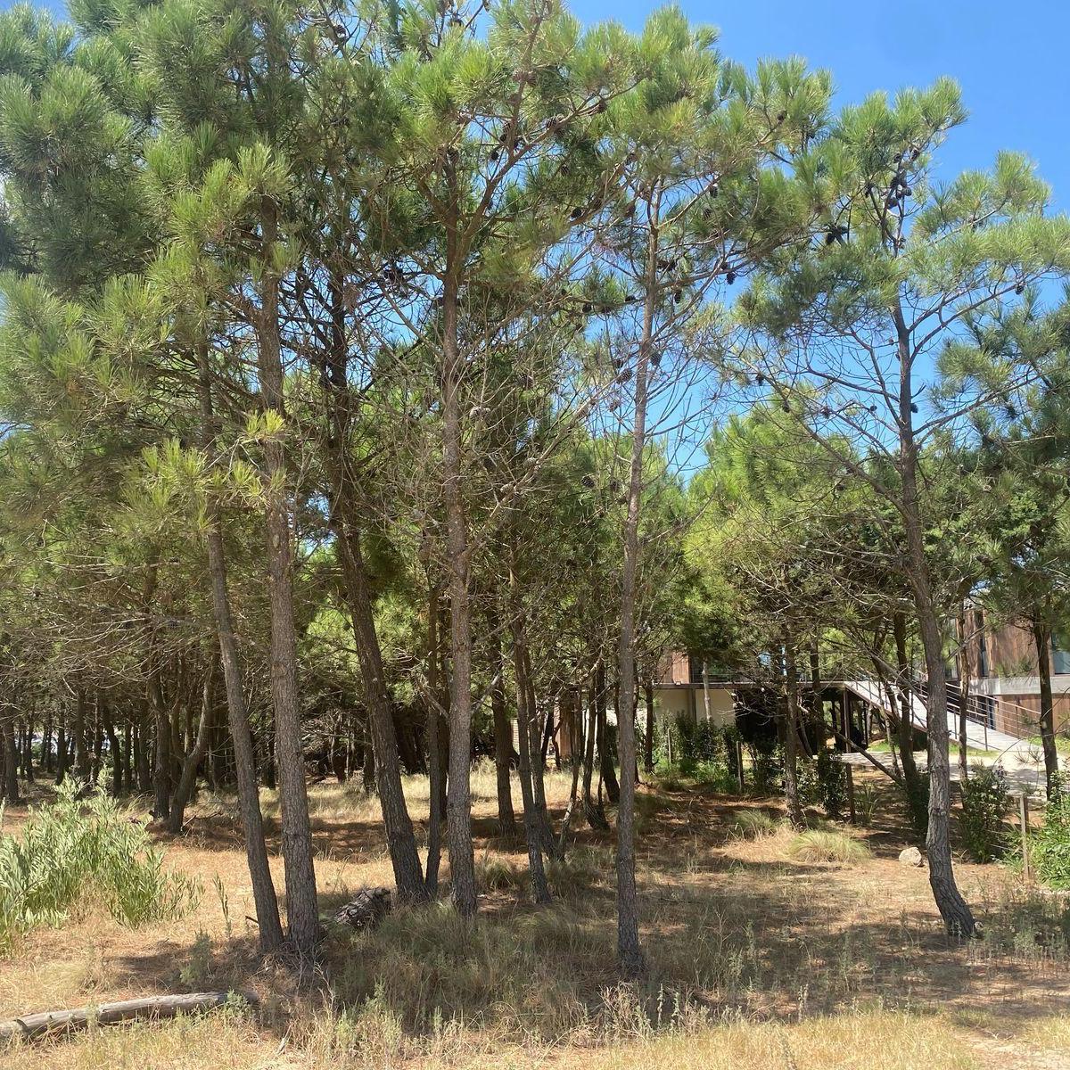 Lote en Venta en Costa Esmeralda - Maritimo IV 9 - 1ra Linea de Mar 3