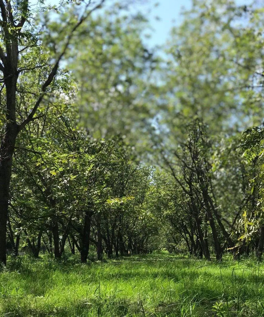 Campo a la venta en Santa Rosa de Calchines 4