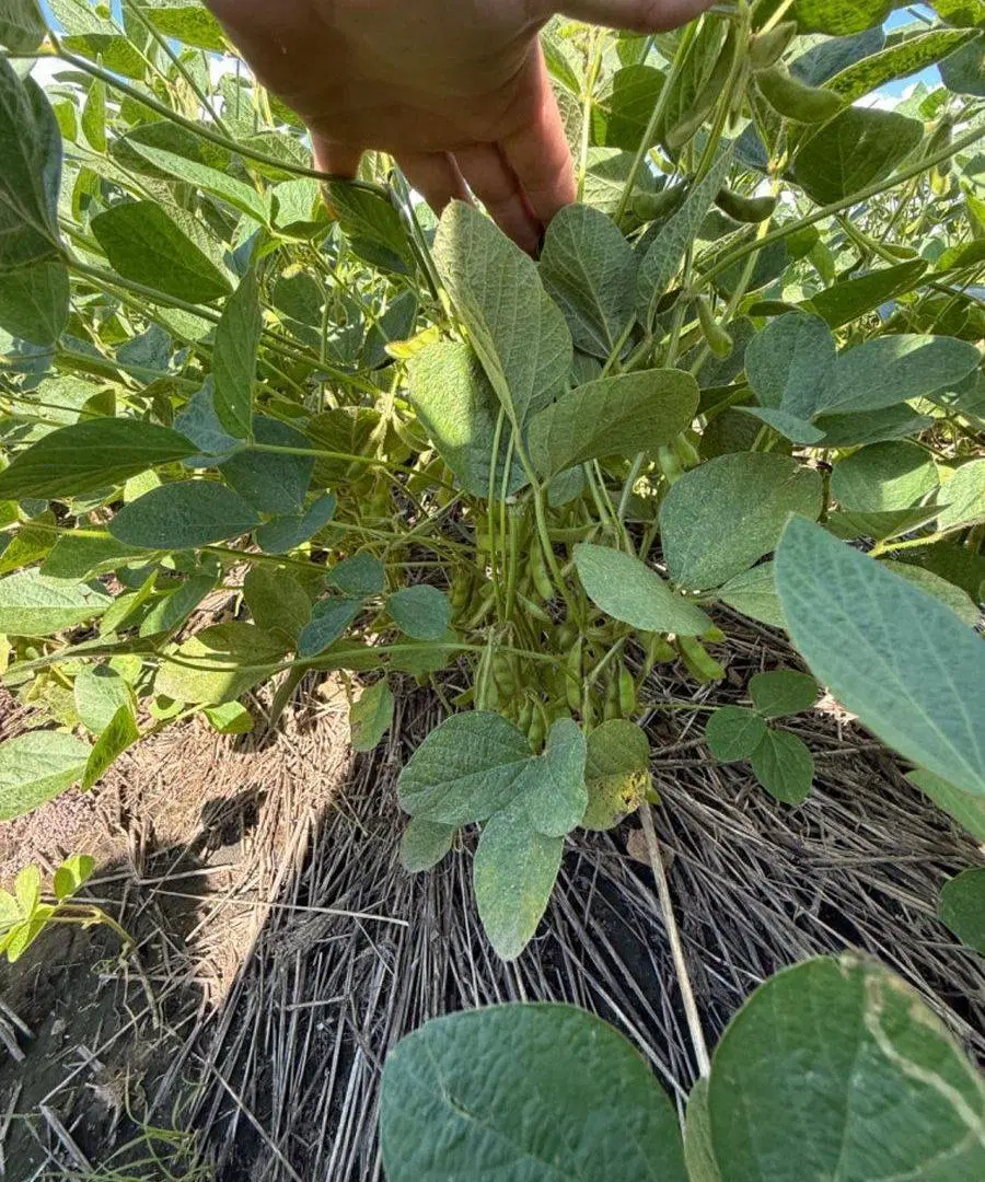 Campo a la venta en Esther departamento San Justo 2