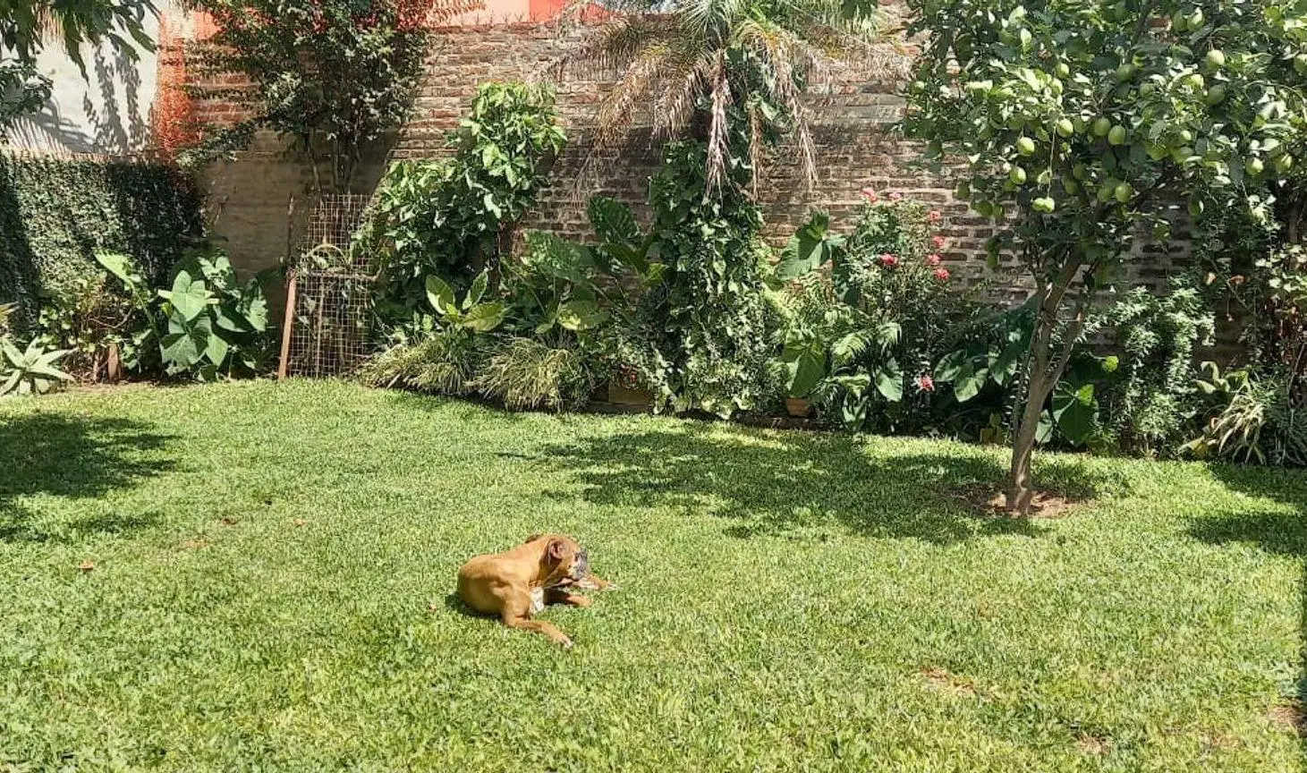 Casa de 2 dormitorios, cochera y patio verde 4