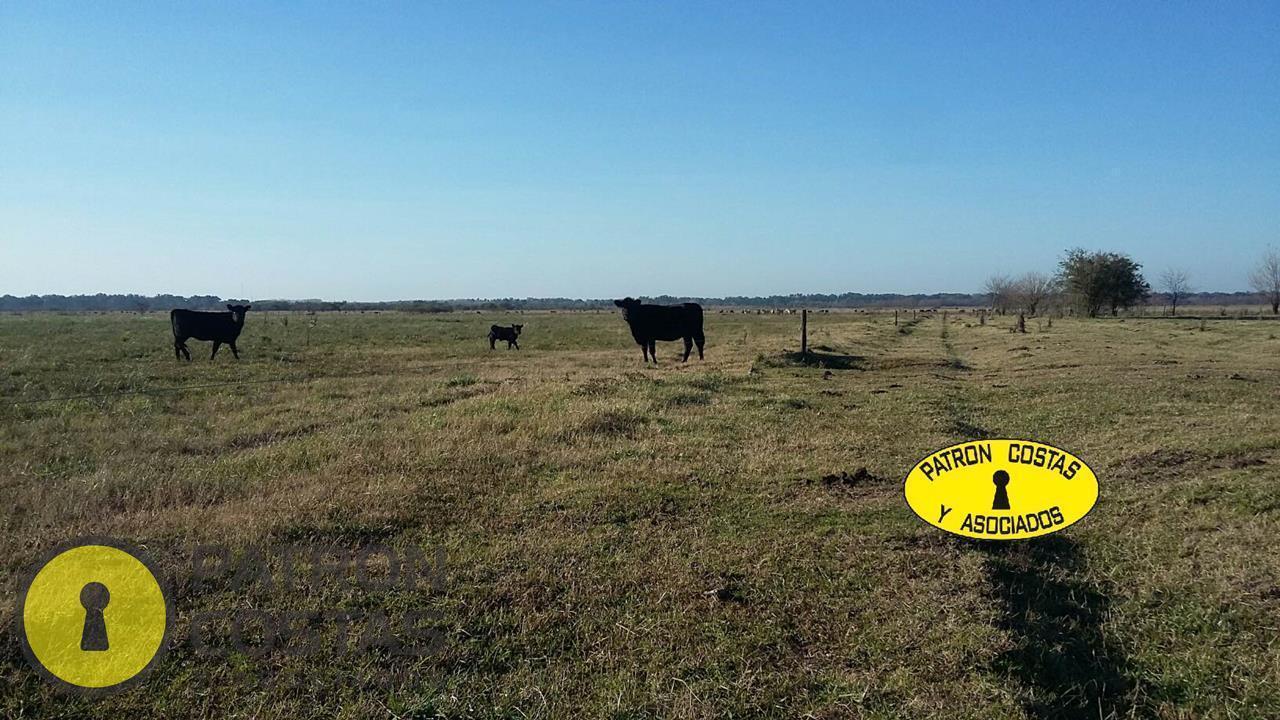 Foto de Venta Campo 86 has. en Gral. Rodríguez, imagen 1