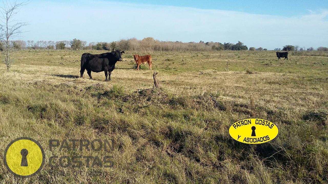 Foto de Venta Campo 86 has. en Gral. Rodríguez, imagen 4